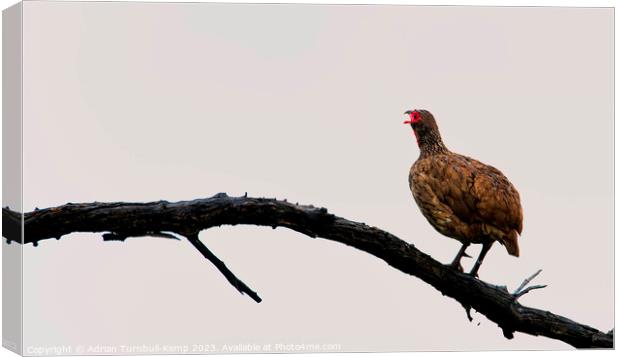 Morning clarion call.  Canvas Print by Adrian Turnbull-Kemp