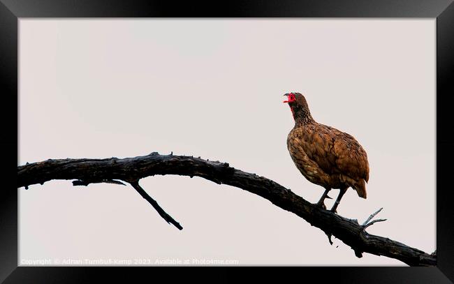 Morning clarion call.  Framed Print by Adrian Turnbull-Kemp