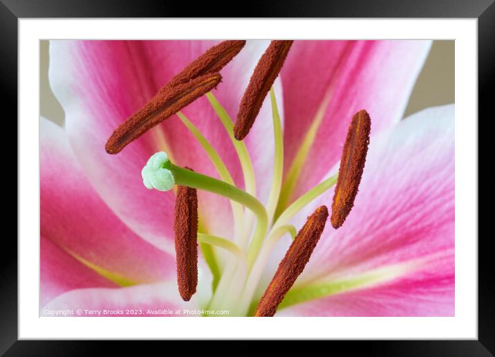 Lily Close up and Colourful Framed Mounted Print by Terry Brooks