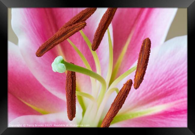 Lily Close up and Colourful Framed Print by Terry Brooks