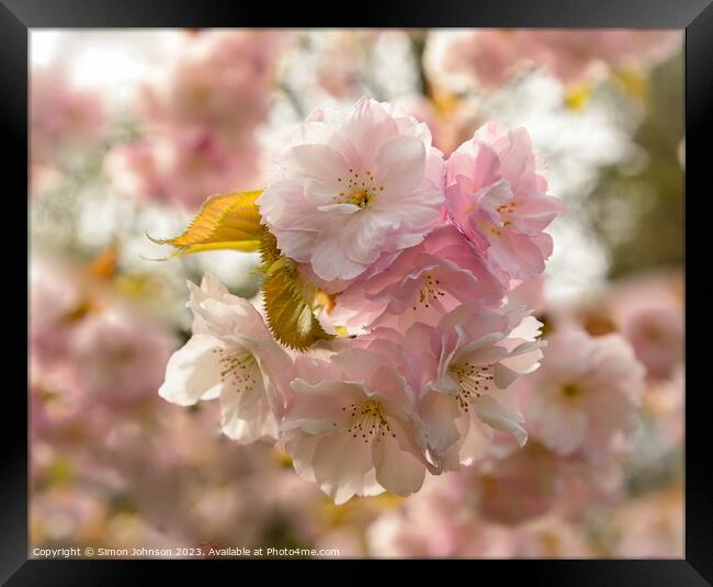 Cherry Blossom Framed Print by Simon Johnson