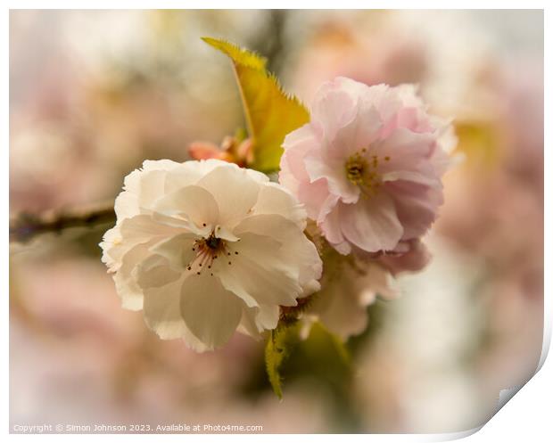 Cherry Blossom Print by Simon Johnson