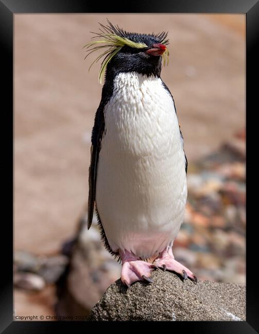Rockhopper penguine Framed Print by Chris Yaxley