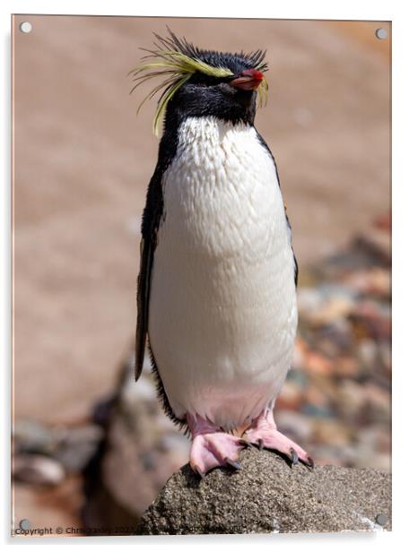 Rockhopper penguine Acrylic by Chris Yaxley