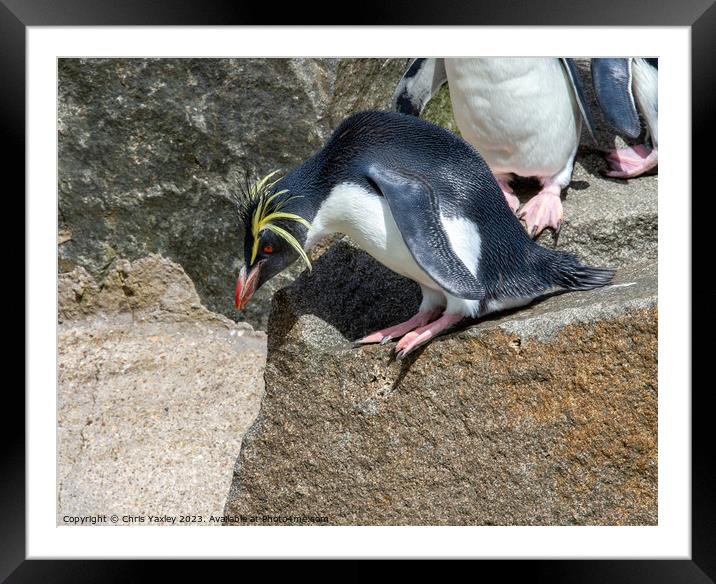 Rockhopper penguin on a rock Framed Mounted Print by Chris Yaxley