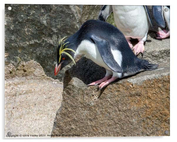 Rockhopper penguin on a rock Acrylic by Chris Yaxley