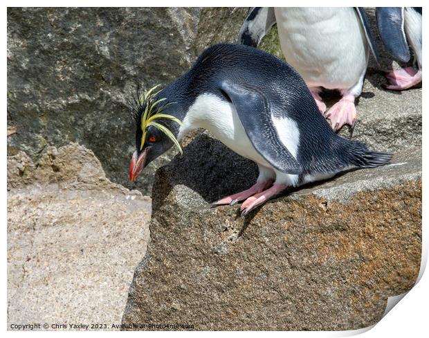 Rockhopper penguin on a rock Print by Chris Yaxley