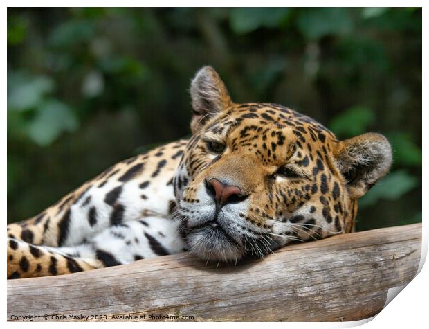 Spotted leopard Print by Chris Yaxley
