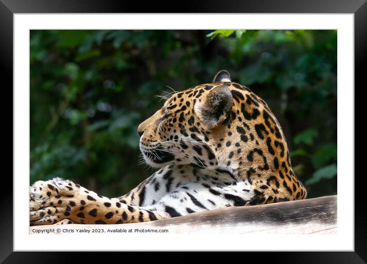 Spotted leopard Framed Mounted Print by Chris Yaxley
