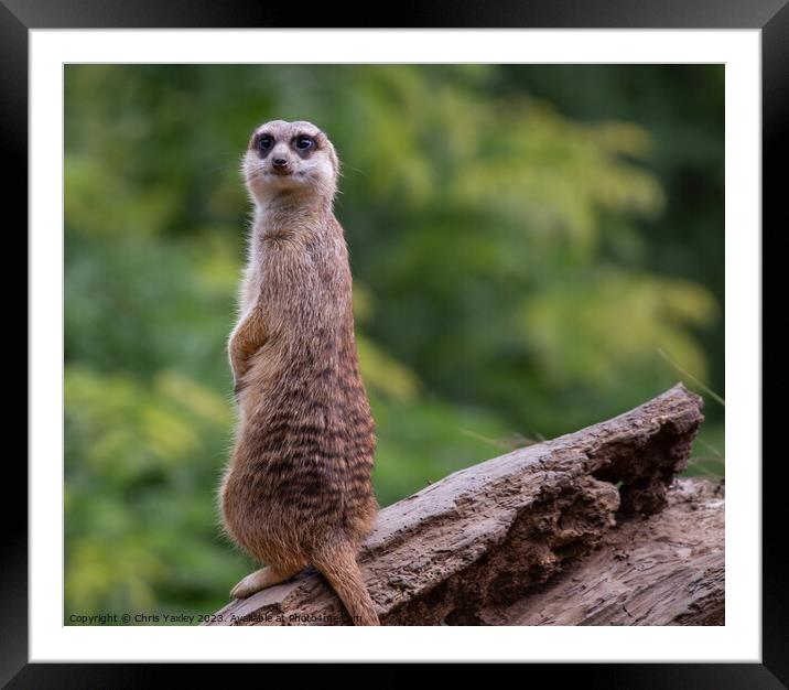 Meerkat on alert Framed Mounted Print by Chris Yaxley