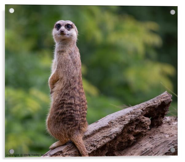 Meerkat on alert Acrylic by Chris Yaxley