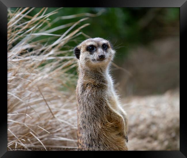 Cute meerkat Framed Print by Chris Yaxley