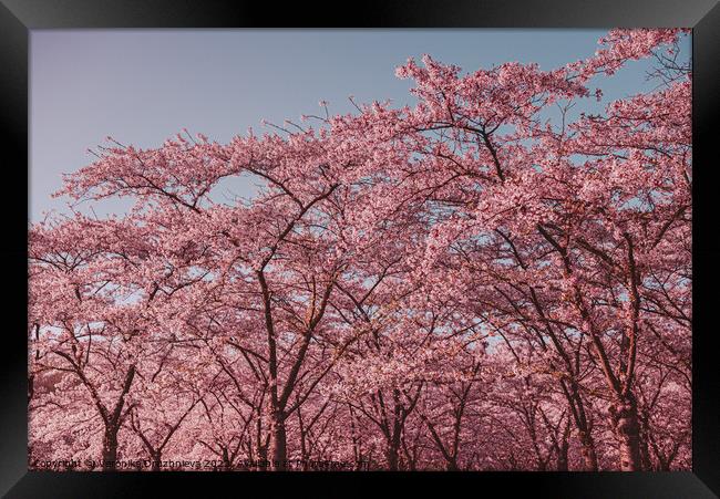 Plant blossom tree Framed Print by Veronika Druzhnieva