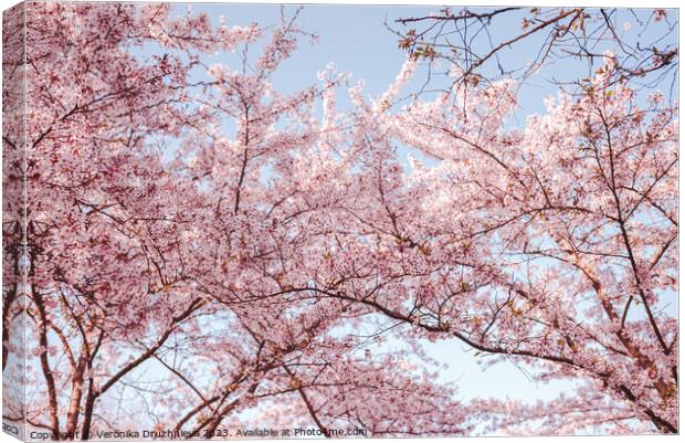 Pink Sakura Blossom in Bloesempark Canvas Print by Veronika Druzhnieva