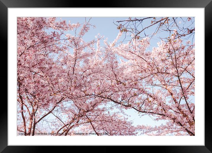 Pink Sakura Blossom in Bloesempark Framed Mounted Print by Veronika Druzhnieva