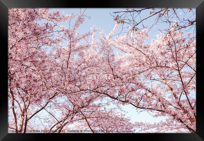 Pink Sakura Blossom in Bloesempark Framed Print by Veronika Druzhnieva