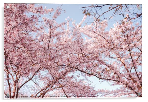 Pink Sakura Blossom in Bloesempark Acrylic by Veronika Druzhnieva