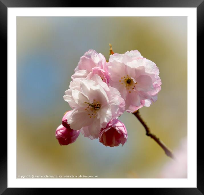  Cherry Blossom Framed Mounted Print by Simon Johnson