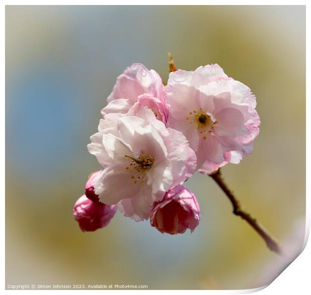  Cherry Blossom Print by Simon Johnson