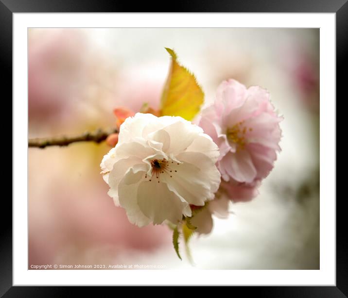 Cherry Blossom Framed Mounted Print by Simon Johnson
