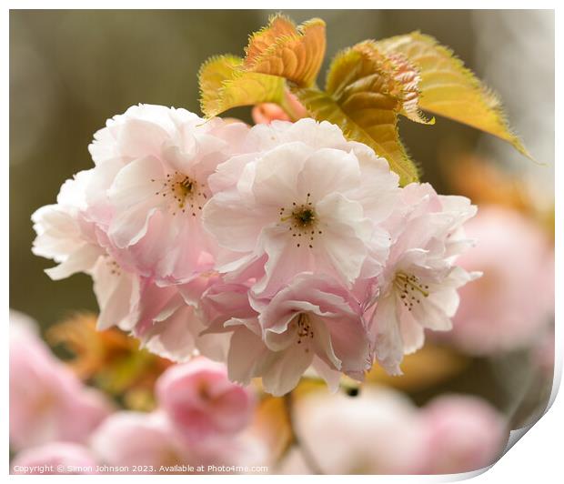 Cherry Blossom Print by Simon Johnson