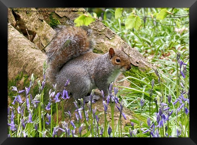 Cheeky Squirrel in Bluebell Wonderland Framed Print by Andrew Heaps