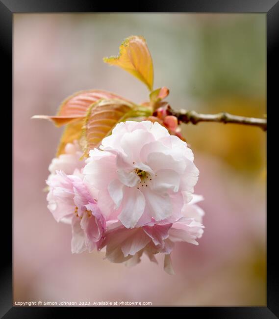 Cherry Blossom Framed Print by Simon Johnson