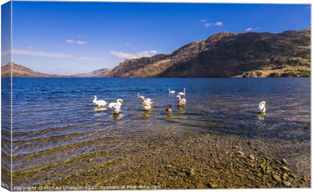 Swans congregate on Ullswater. Canvas Print by Michael Shannon