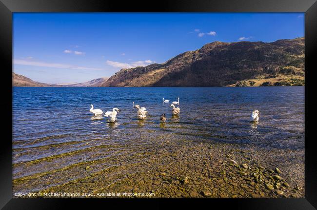 Swans congregate on Ullswater. Framed Print by Michael Shannon