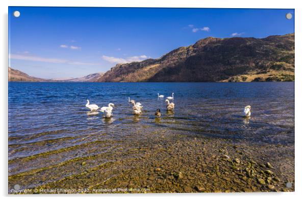 Swans congregate on Ullswater. Acrylic by Michael Shannon