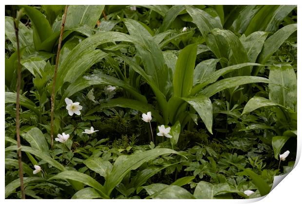 Wild Garlic Print by Glen Allen