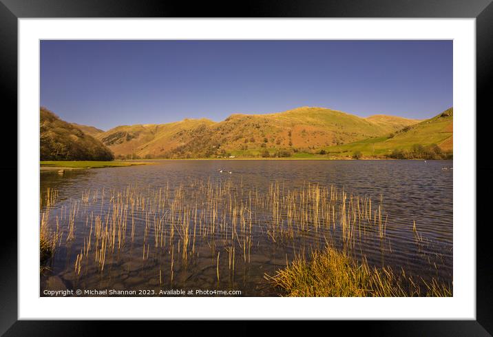 Reeds in Brothers Water in the Englash Lake Distri Framed Mounted Print by Michael Shannon