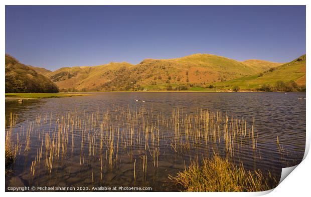 Reeds in Brothers Water in the Englash Lake Distri Print by Michael Shannon