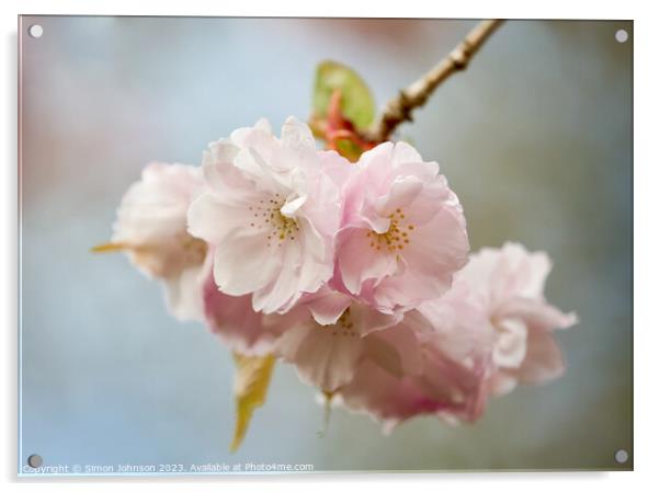 blossom Acrylic by Simon Johnson