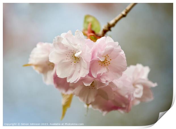 blossom Print by Simon Johnson