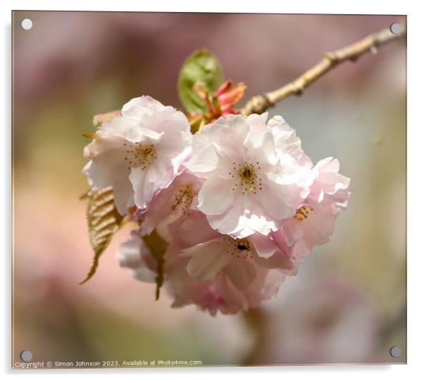 Cherry Blossom Acrylic by Simon Johnson