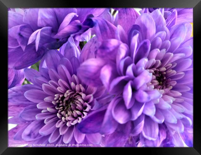 Majestic Bloom Framed Print by Les Schofield