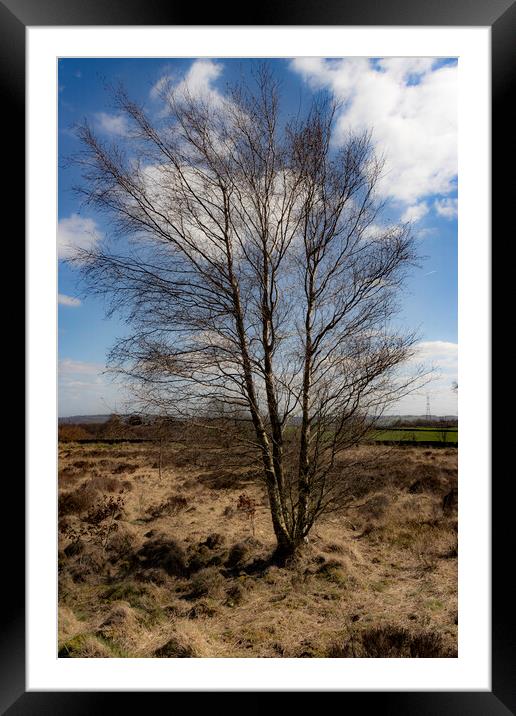 Solitary Tree Framed Mounted Print by Glen Allen