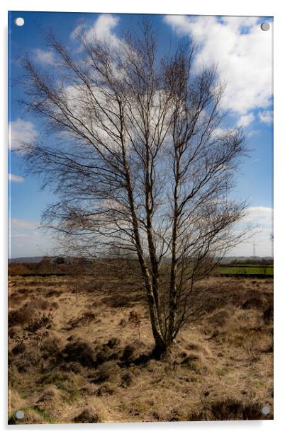 Solitary Tree Acrylic by Glen Allen