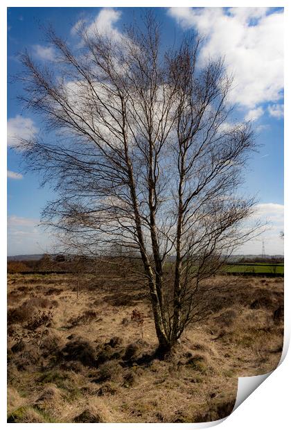 Solitary Tree Print by Glen Allen