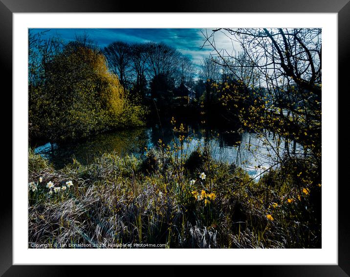 Pond Life Framed Mounted Print by Ian Donaldson