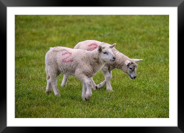 Lambs No 2 Framed Mounted Print by kathy white