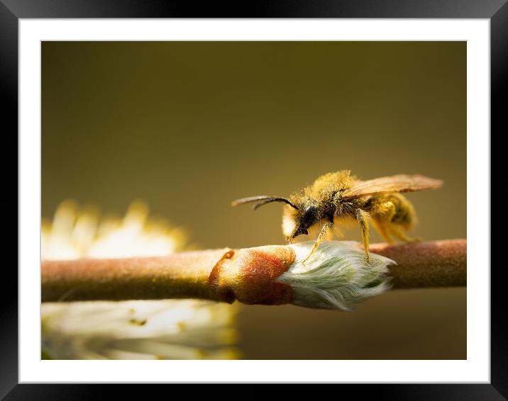 Drone bee on a stem Framed Mounted Print by Martyn Large