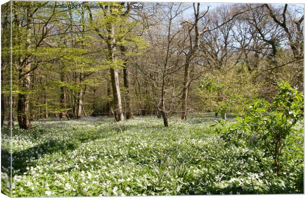 Woodland carpeted with wood anemones Canvas Print by Sally Wallis