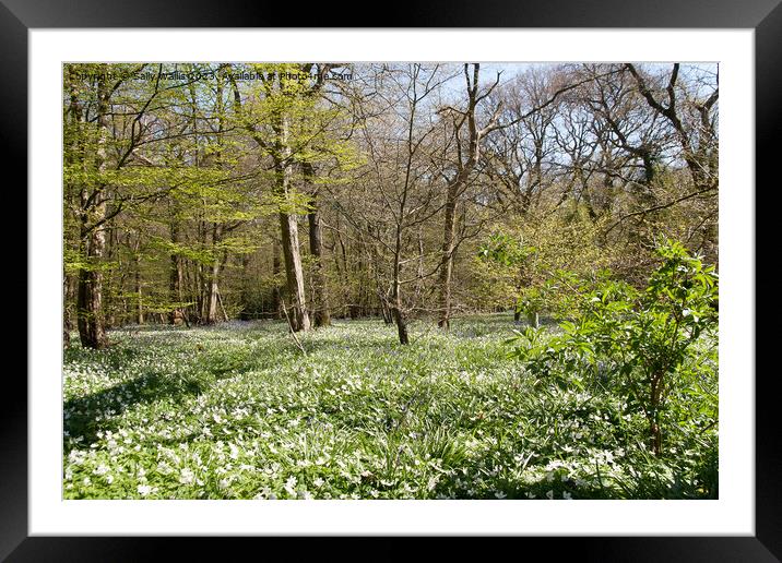 Woodland carpeted with wood anemones Framed Mounted Print by Sally Wallis