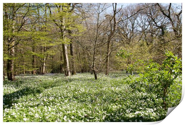 Woodland carpeted with wood anemones Print by Sally Wallis