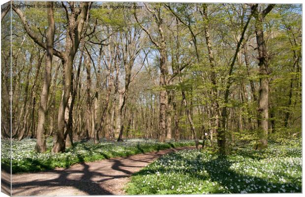 Shadows on Woodland Path Canvas Print by Sally Wallis