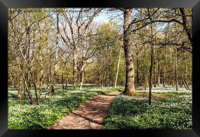 Walk through Wood Anemones Framed Print by Sally Wallis