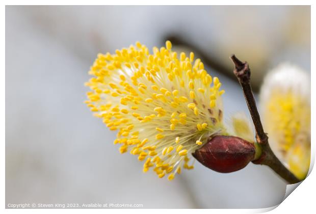 Golden Spring Bloom Print by Steven King