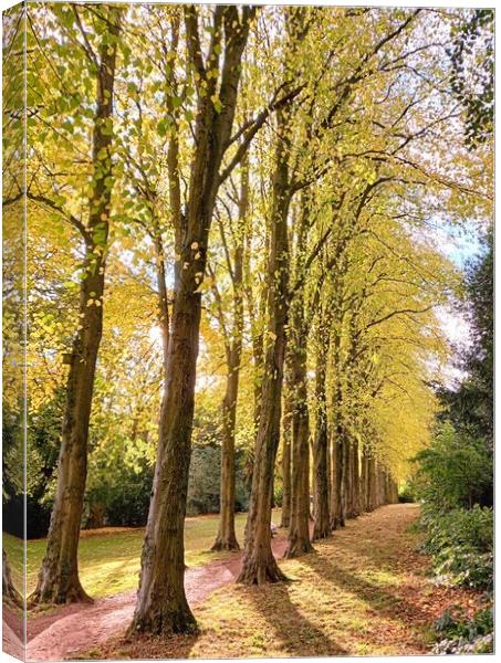 Experience the Golden Glow of Lady Lucy's Walk Canvas Print by Peter Lewis